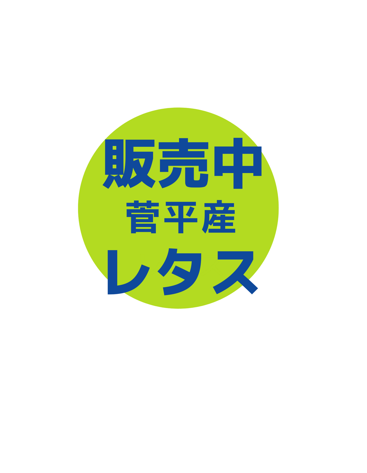 朝採れ！菅平産レタス販売中